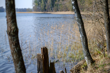 forest lake surrounded by tree trunks and branches with no leaves