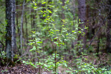 first fresh green leaves on trees in spring