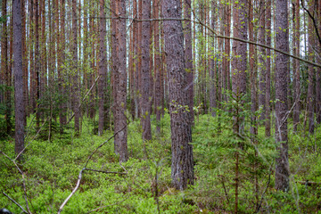 first fresh green leaves on trees in spring