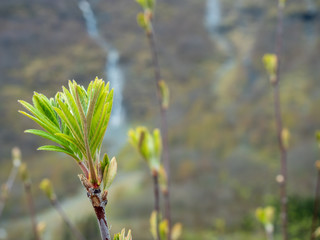 Fresh leaf starting in Spring, blur background