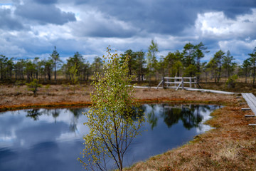 Fototapeta na wymiar swamp lakes with reflections of blue sky and clouds in National Nature Park Kemeri in Latvia
