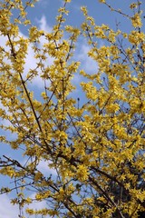 forsythia bush with yellow flowers at spring