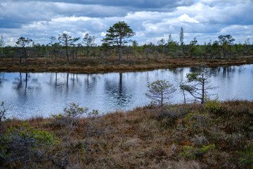 swamp lakes with reflections of blue sky and clouds in National Nature Park Kemeri in Latvia