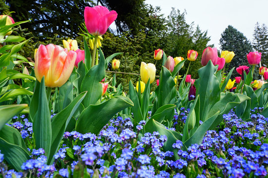 Colorful tulips growing in flower beds in the spring garden