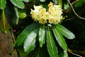 Yellow rhododendron flowers growing on a shrub in the spring