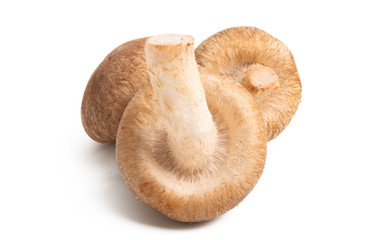 shiitake mushroom isolated