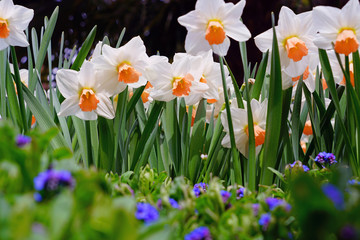 Fototapeta premium Daffodils flower growing in the spring garden