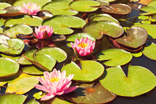 pink lotus flowers in bloom