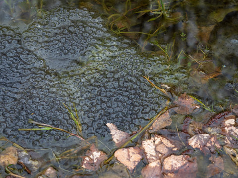 A goup of frogspawn on surface of a pond