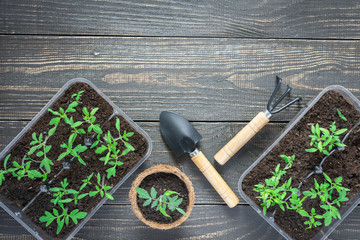 Eco friendly pots with young tomato sprouts on wooden background, garden trowel and rakes