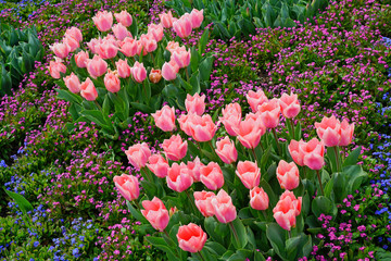 Colorful tulips growing in flower beds in the spring garden