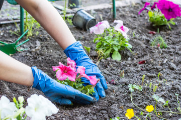 Fototapeta premium Planting petunias in a flower bed.