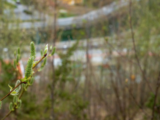 Fresh leaf starting in Spring, blur background