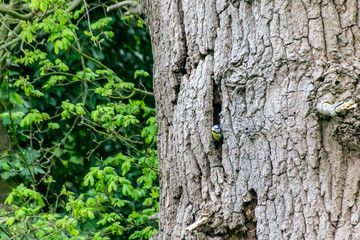 Bluetit (Cyanistes caeruleus) wild bird emerging from nest with a faecal sac from chicks