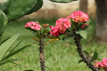 Flores de Colombia
