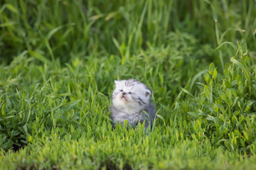 little cute funny kitten lying on the green lawn