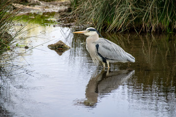 Grey heron (Ardea cinerea)