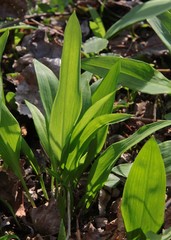 growing wild garlic plant with green leaves