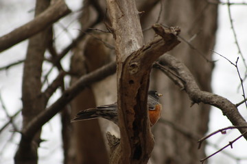 Fototapeta premium American Robin (Turdus migratorius) - Victoria BC, Canada