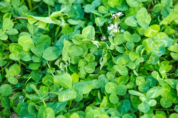 Fototapeta na wymiar Green clover fresh summer background