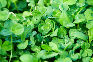 Green clover fresh summer background