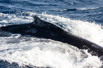 Flapper of a humpback whale