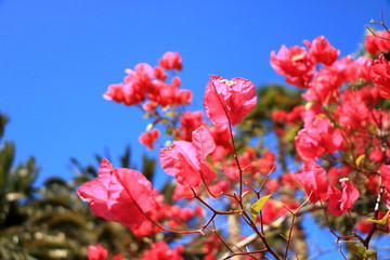 blooming red bougainvillea flowers against blue sky