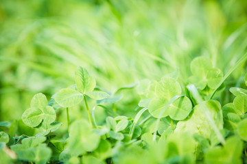 Fototapeta na wymiar Green clover fresh summer background