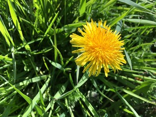 dandelion in grass