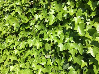 Obraz premium green leaves background