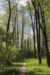 Naklejka premium trees in park at spring