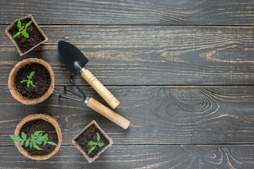 Eco friendly pots with green young seedlings tomato on wooden background, garden trowel and rakes