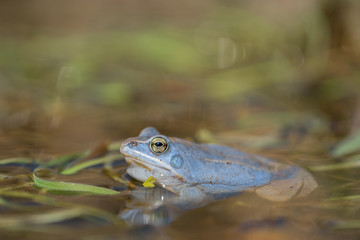 The Moor frog Rana arvalis in Czech Republic
