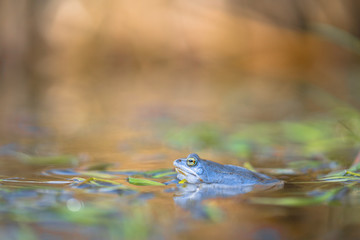 The Moor frog Rana arvalis in Czech Republic
