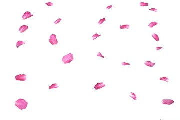 Blurred a pink rose corolla on white isolated background with softly style 