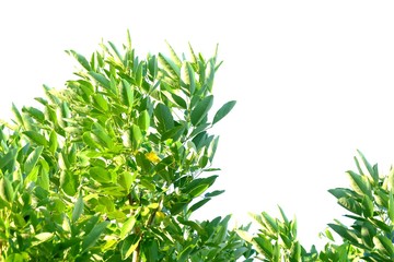 Tropical tree leaves with sunlight on white isolated background for green foliage backdrop 