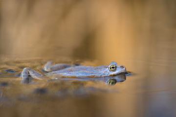 The Moor frog Rana arvalis in Czech Republic