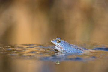 The Moor frog Rana arvalis in Czech Republic