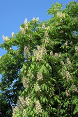 chestnut tree with white flowers