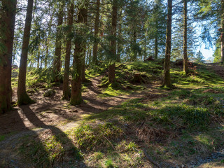 Fototapeta na wymiar Forest in Floyen hill, Bergen Norway