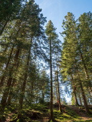 Fototapeta premium Forest in Floyen hill, Bergen Norway