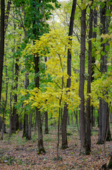 Fototapeta premium forest in autumn