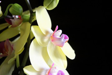 orchidee profumate in primavera