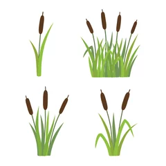 Foto op Canvas A set of reeds in grass isolated on white background © Nadzin