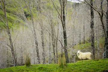 Fototapeta premium Curious sheep in front of a white, mysterious forest on the North Island of New Zealand