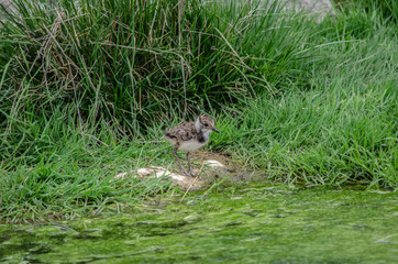 The little baby lapwing