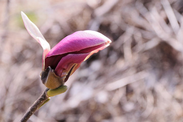 Bud of Japanese magnolia - Magnolia liliiflora. It is called “Shimokuren” in Japan.