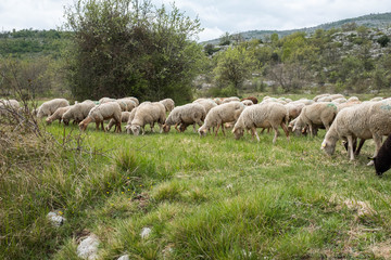 Obraz premium Schafe in Südfrankreich