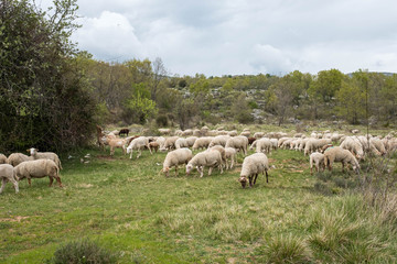 Schafe in Südfrankreich