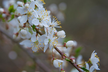 White flowers of an apple tree on a sunny day. White flowers of an apple tree on a sunny day